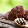 Reishi Mushroom - Calm - Stress Relief - Mood Support - Sleep Support - Troomy Nootropics in Whittier, CA