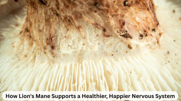Lion’s mane