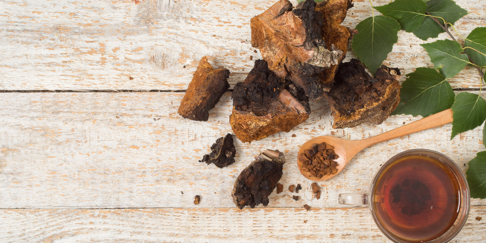 Chaga Mushroom Blends - Functional Mushrooms  - Nootropics - Adaptogens - Health benefits - Holistic Wellness  - Troomy Nootropics in Whittier, CA
