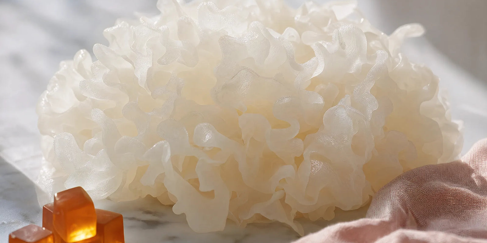 Tremella Mushroom
