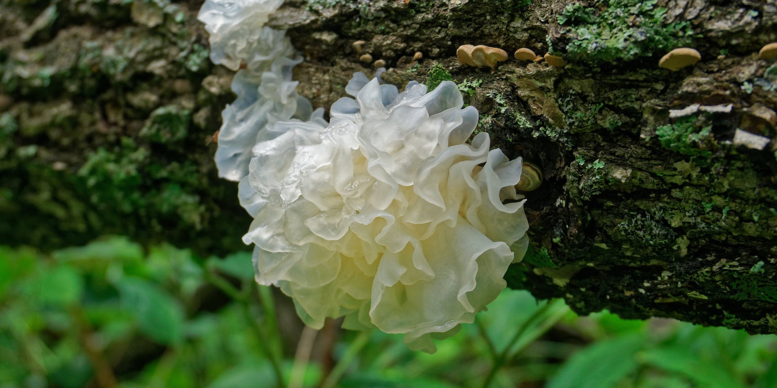 Tremella Mushrooms - Snow Mushroom - Beauty - Shine - Skincare - Glass Skin - Radiance Boost - Troomy Nootropics in Whittier, CA