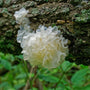 Tremella Mushrooms - Snow Mushroom - Beauty - Shine - Skincare - Glass Skin - Radiance Boost - Troomy Nootropics in Whittier, CA