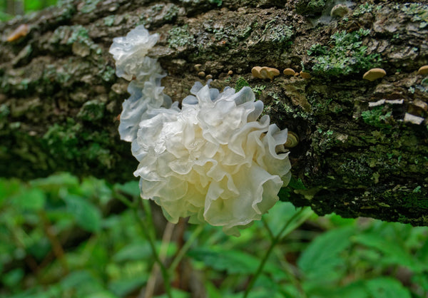 Tremella Mushrooms - Snow Mushroom - Beauty - Shine - Skincare - Glass Skin - Radiance Boost - Troomy Nootropics in Whittier, CA