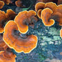Turkey Tail Mushroom - Functional Mushrooms  - Nootropics - Adaptogens - Health benefits - Holistic Wellness  - Troomy Nootropics in Whittier, CA