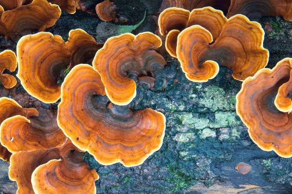 Turkey Tail Mushroom - Functional Mushrooms  - Nootropics - Adaptogens - Health benefits - Holistic Wellness  - Troomy Nootropics in Whittier, CA