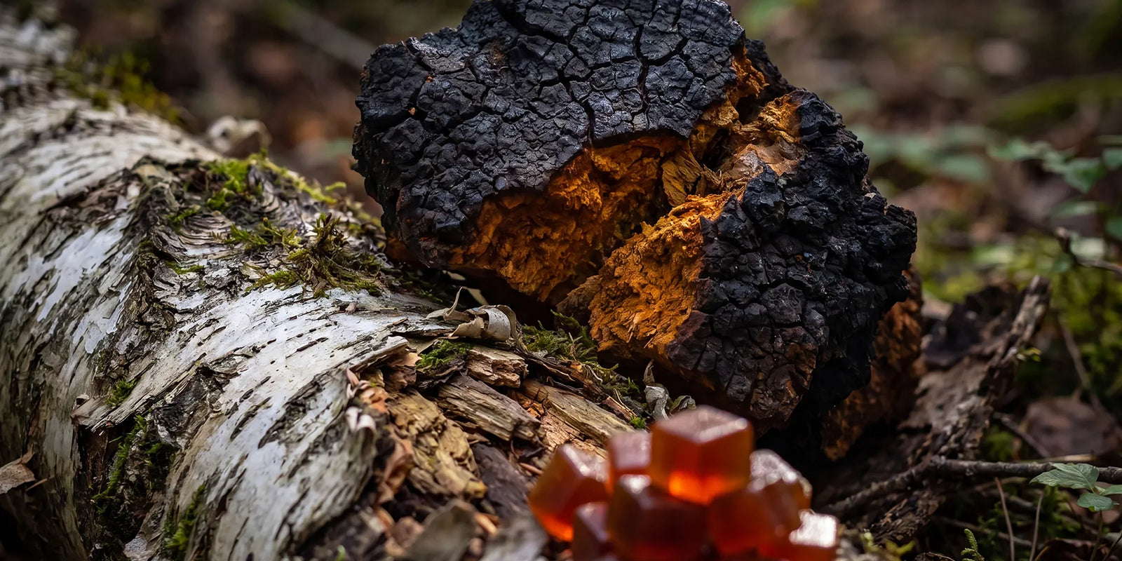 What Is Chaga