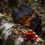 What Is Chaga