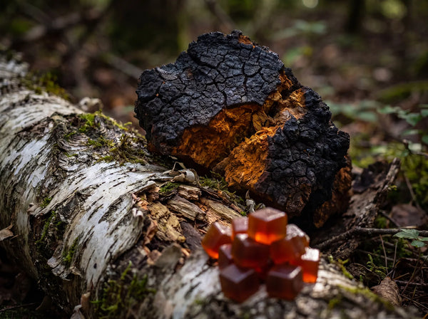 What Is Chaga