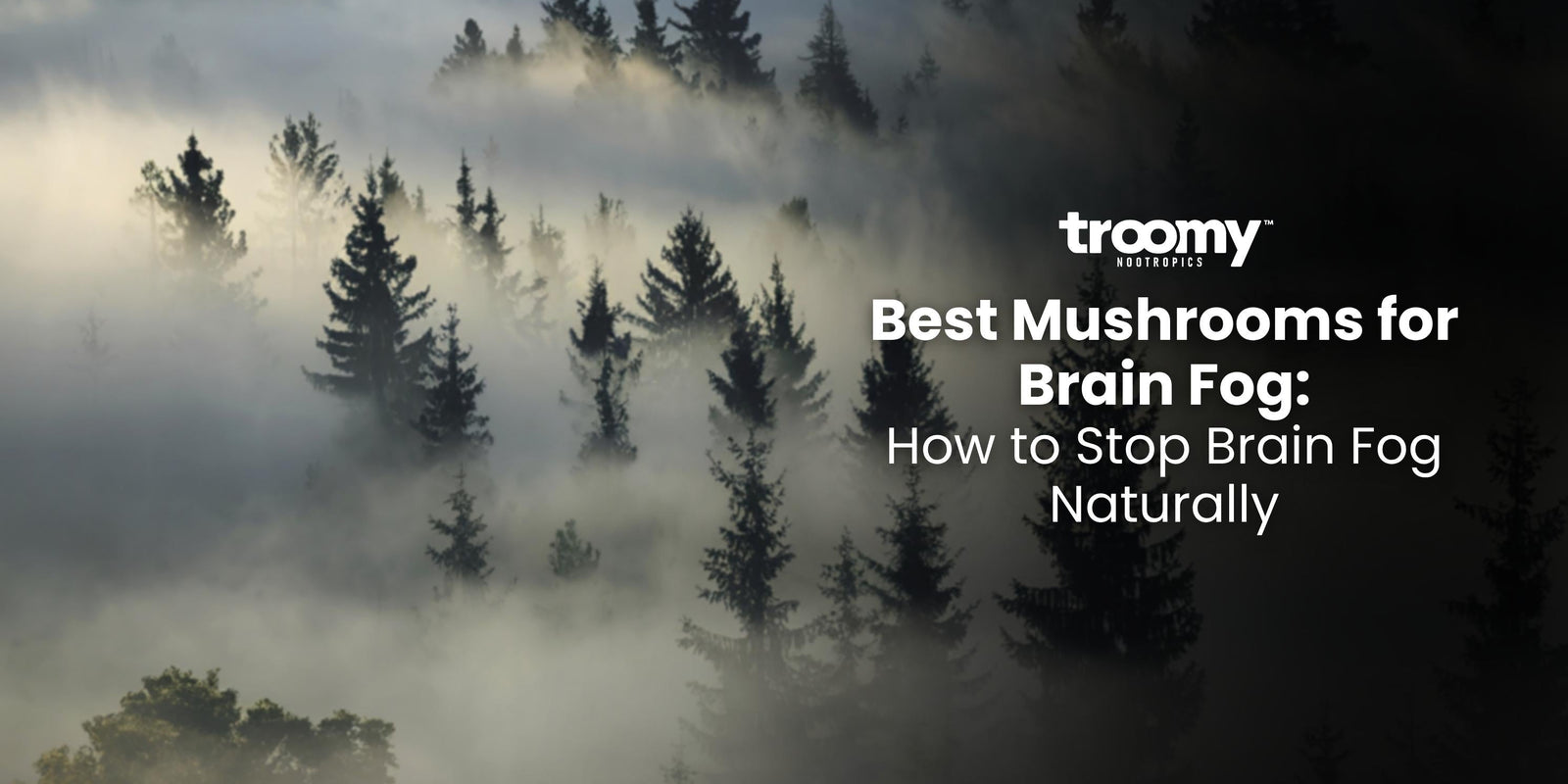 best mushrooms for brain fog