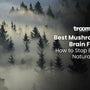 best mushrooms for brain fog