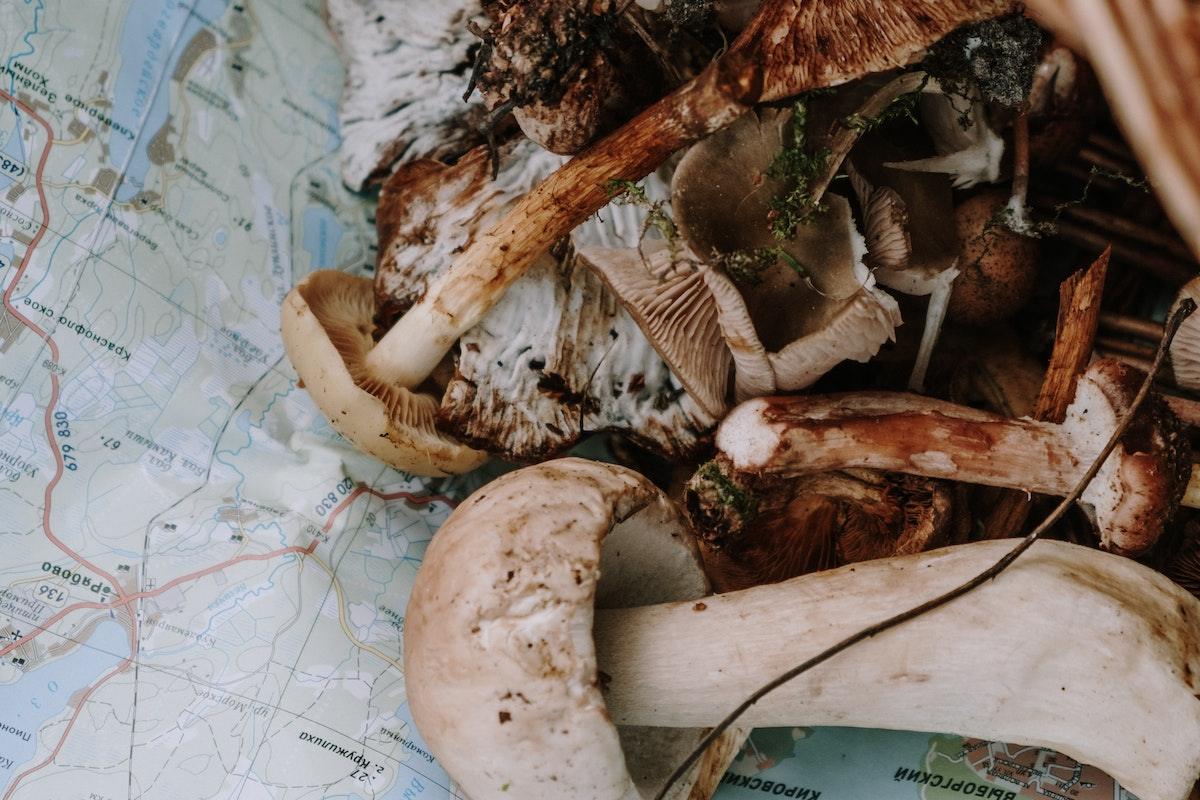 Functional Mushrooms  - Health benefits - Holistic Wellness -  Energy - Sleep - Mood Balance - Brain Health - Lion’s Mane - Reishi - Cordyceps - Troomy Nootropics in Whittier, CA