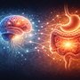 Illustration showing communication between the brain and digestive system through neural pathways, representing the gut–brain connection.