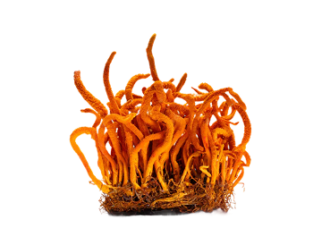 Cordyceps