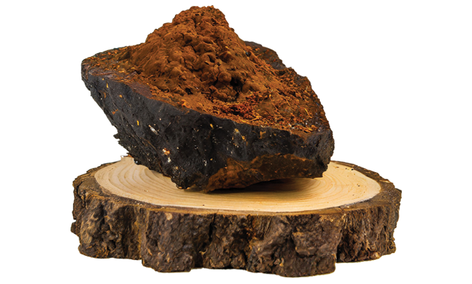 Chaga