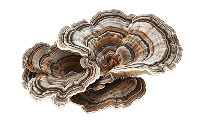 Turkey Tail